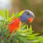 Eden: Sapphire Coast 4 Hour Shore Excursion - Practical Details That Matter