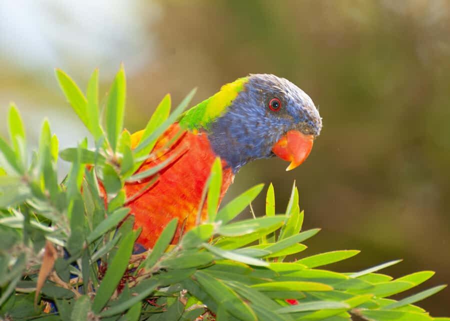 Eden: Sapphire Coast 4 Hour Shore Excursion - Practical Details That Matter