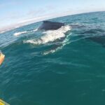 Epic Kayak With Dolphins & Wildlife - 4WD Beach Adventure Noosa - The Experience in a Nutshell