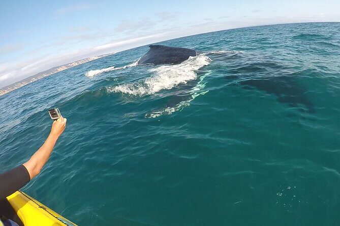 Epic Kayak With Dolphins & Wildlife - 4WD Beach Adventure Noosa - The Experience in a Nutshell