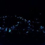 Evening Rainforest & Glow Worm Tour from Gold Coast - Key Points