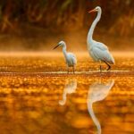 Everglades Explorer - Noosa Everglades Tour - Why This Tour Offers Good Value