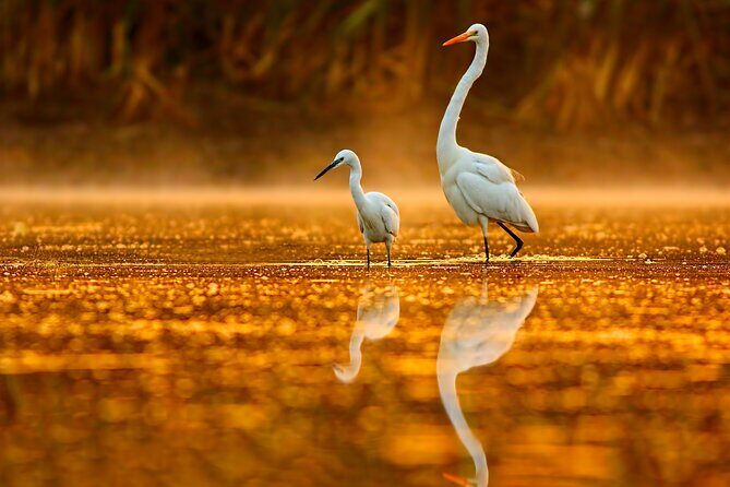 Everglades Explorer - Noosa Everglades Tour - Why This Tour Offers Good Value