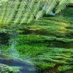 Ex Hamilton: TRIPLE DEAL Wai O Tapu, Redwood Forest & Blue Spring - What Do the Reviews Say?