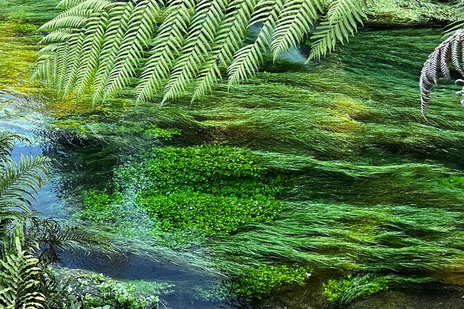 Ex Hamilton: TRIPLE DEAL Wai O Tapu, Redwood Forest & Blue Spring - What Do the Reviews Say?