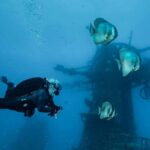 Ex- HMAS Swan Wreck Double Boat Dive - The Ideal Diver for This Tour