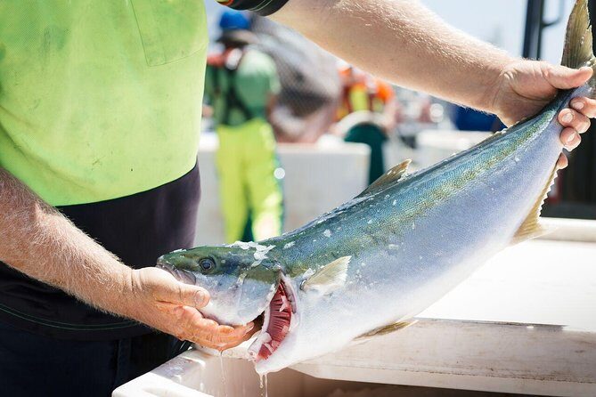 Exceptional Port Lincoln, Seafood and Wildlife Tour - What to Expect in Terms of Transportation and Group Size