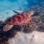 Exmouth: Guided Ningaloo Reef Snorkel Adventure - FAQs