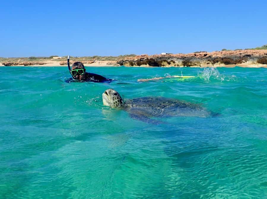 Exmouth: Half Day Turtle Kayak & Snorkel Tour - The Itinerary: What You Can Expect