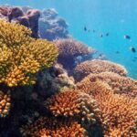 Exmouth: Lagoon Explorer - Full day kayak & Snorkel tour - Evaluating the Value: Is It Worth the Price?