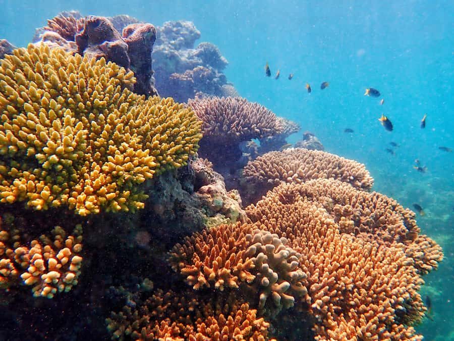 Exmouth: Lagoon Explorer - Full day kayak & Snorkel tour - Evaluating the Value: Is It Worth the Price?