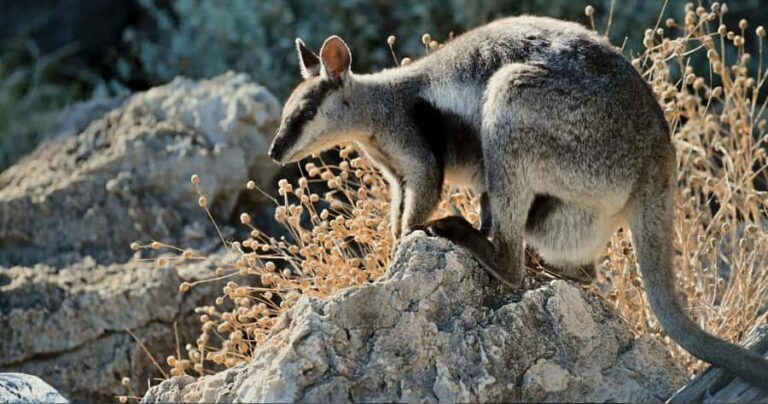 Exmouth: Yardie Creek Boat Tour - Analyzing the Value