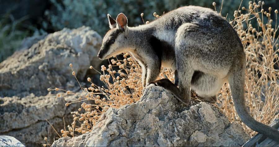 Exmouth: Yardie Creek Boat Tour - Analyzing the Value