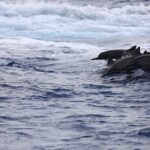 Experience Guam Dolphin Cruise - Frequently Asked Questions