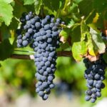 Experience Yarra Valley: A Tailored private Wine Journey - Who Is This Tour Best For?