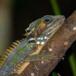 Family Night Walking Tour at Tropical Rainforest in Daintree - Who Should Consider This Tour?