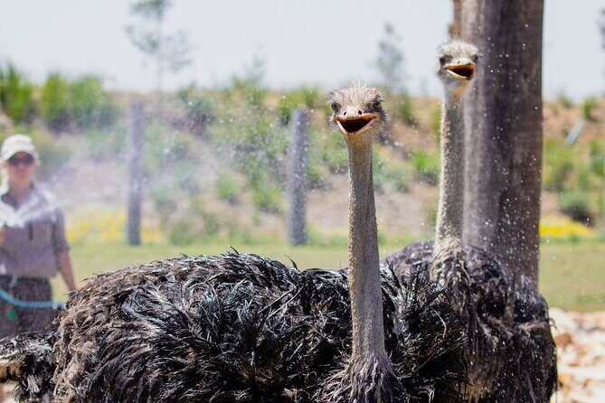 Featherdale Wildlife Park with Exclusive Private Transfers - Who Should Consider This Tour?