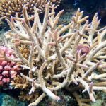 Fijis Best Dolphins tour and Snorkeling Adventure - The Itinerary: Where the Magic Happens