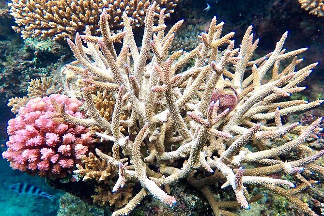 Fijis Best Dolphins tour and Snorkeling Adventure - The Itinerary: Where the Magic Happens