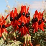 Flinders Ranges & Outback: 3-Day 4WD Tour from Adelaide - What to Expect: A Day-by-Day Breakdown