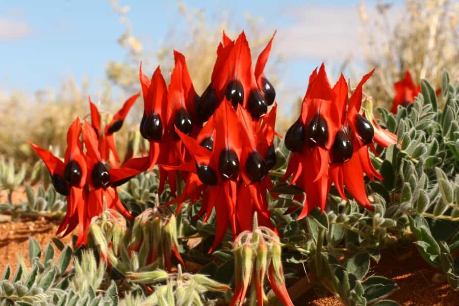 Flinders Ranges & Outback: 3-Day 4WD Tour from Adelaide - What to Expect: A Day-by-Day Breakdown