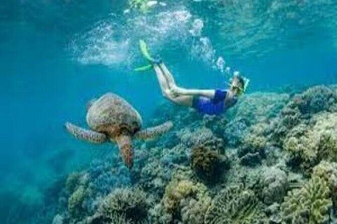 Fly in and Fly out Great Barrier Reef Cairns Day Tour - Analyzing the Value