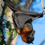 Flying Fox Experience, Thousands of Australia's Largest Bat - What to Expect During the Experience