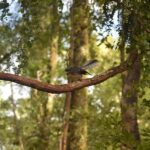 Franz Josef Glacier: 2-Hour Scenic Lake Mapourika Cruise - Final Thoughts: Who Should Consider This Tour?