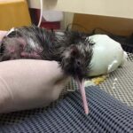 Franz Josef: Kiwi VIP Backstage Pass Tour -Booking Essential - The Practical Details