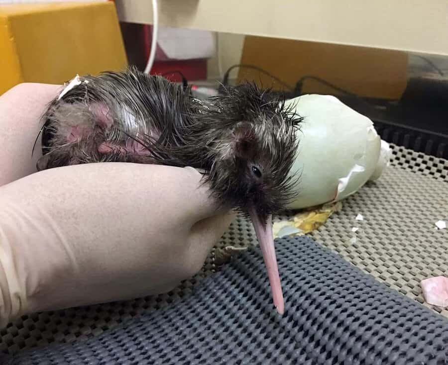 Franz Josef: Kiwi VIP Backstage Pass Tour -Booking Essential - The Practical Details