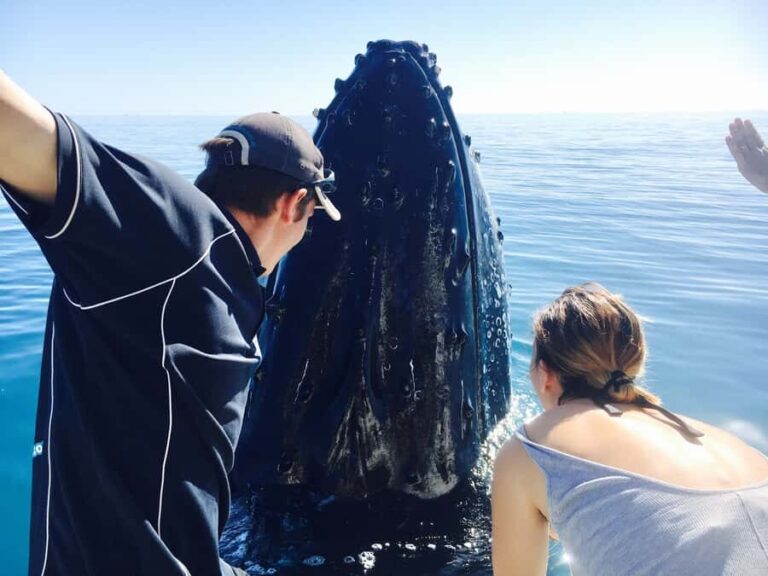 Fraser Island (K'gari): Remote Island and Whale Experience - Transportation and Group Size