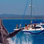 Fraser Island Whale Watch Encounter - The Itinerary Breakdown