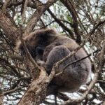 From Adelaide: Premium 2-Day Kangaroo Island Minibus Tour - Key Points