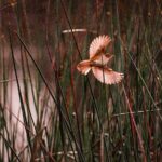 From Adelaide: Ultimate SA Birding & Nature Discovery Tour - Who Should Consider This Tour?