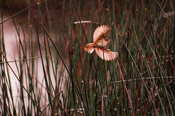 From Adelaide: Ultimate SA Birding & Nature Discovery Tour - Who Should Consider This Tour?