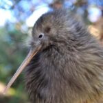 From Auckland: Kiwi Bird Encounter & 3-Course Dinner Tour - The Night Walk at Twharanui Regional Park