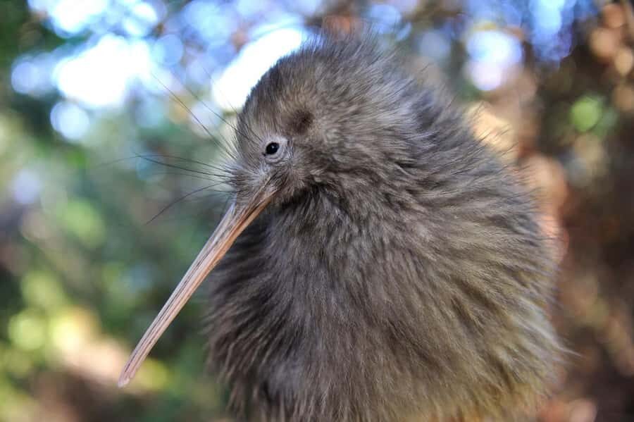 From Auckland: Kiwi Bird Encounter & 3-Course Dinner Tour - The Night Walk at Twharanui Regional Park