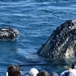 From Augusta: Whale Watching Award Winning Tour - The Vessel: Comfort Meets Functionality