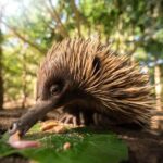 From Brisbane: Australia Zoo Transfer and Entry Ticket - Introduction to the Experience