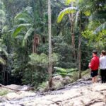 From Brisbane: Maiala Rainforest Private Tour - Final Thoughts: Who Is This Tour Perfect For?