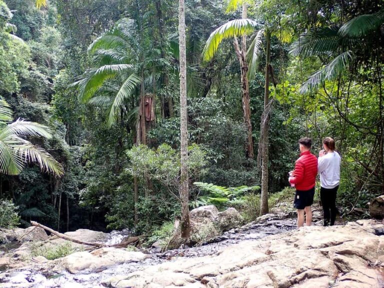 From Brisbane: Maiala Rainforest Private Tour - Final Thoughts: Who Is This Tour Perfect For?