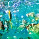 From Brisbane: Moreton Island Full-Day Trip - Final Thoughts