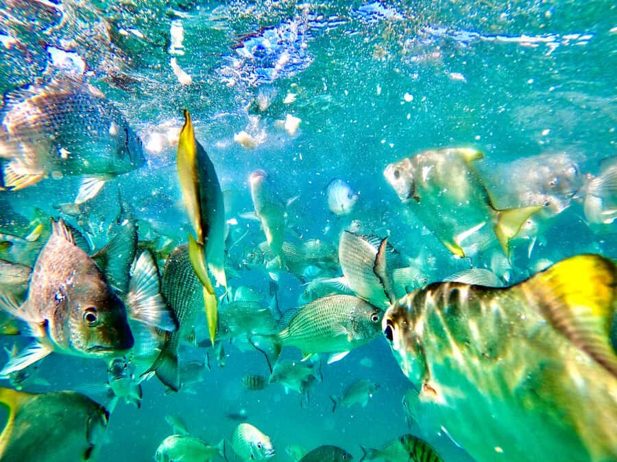 From Brisbane: Moreton Island Full-Day Trip - Final Thoughts