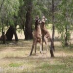 From Busselton: Half-Day Coastal and Wildlife Eco Tour - An In-Depth Review of the Coastal and Wildlife Eco Tour