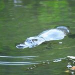 From Byron Bay: Platypus Spotting Walk - A Full Breakdown of the Experience