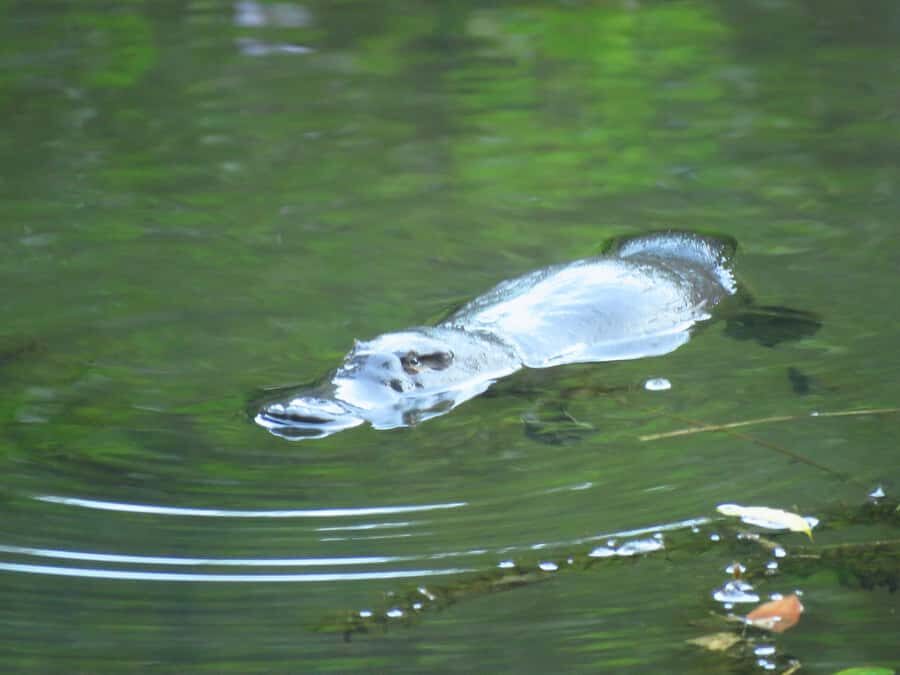From Byron Bay: Platypus Spotting Walk - A Full Breakdown of the Experience