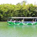 From Cairns: Daintree Wilderness & Cape Tribulation Bus Tour - The Value of This Tour