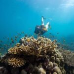 From Cairns: Frankland Island All-Inclusive Day Tour - What the Reviews Say