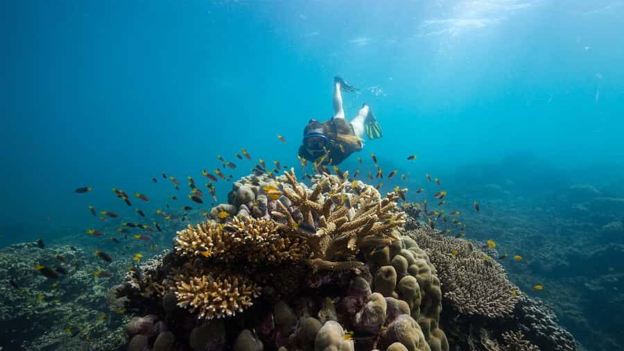 From Cairns: Frankland Island All-Inclusive Day Tour - What the Reviews Say