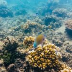 From Cairns: Green Island Full-Day Cruise - The Real Value of the Tour